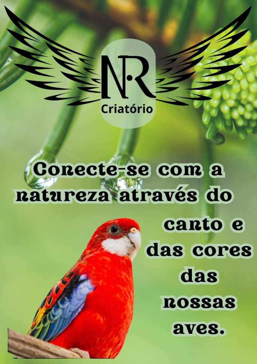 Portal News dv